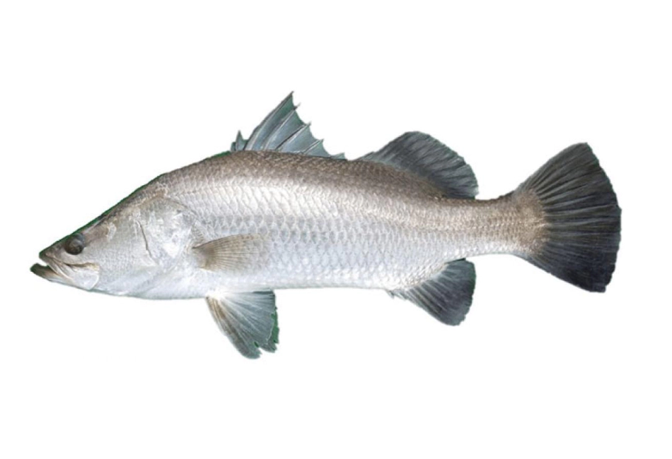 barramundi